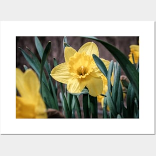 Yellow Trumpet Daffodils Photograph Posters and Art